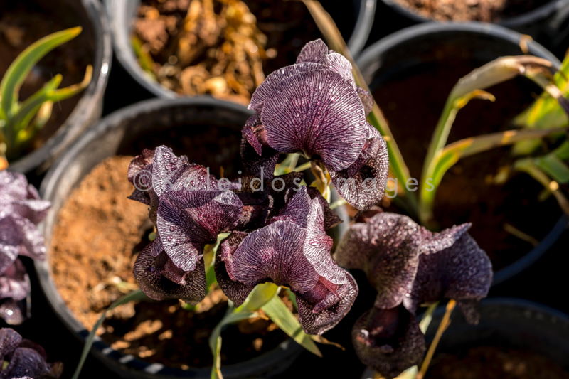 Al Arz;Iris;Iris Cedreti;Kaleidos;Kaleidos images;Lebanon;Middle East;Near East;Proche Orient;Tarek Charara;Flowers;Endemic;Endangered species;Endemic species;Critically endangered;Critically endangered species